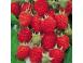 Zmeura butasi polka 50 50 gratis 50 cadou 403445 poza 6